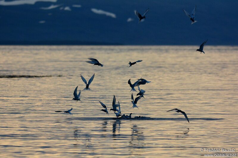 Arctic Ternadult breeding, Flight, fishing/hunting