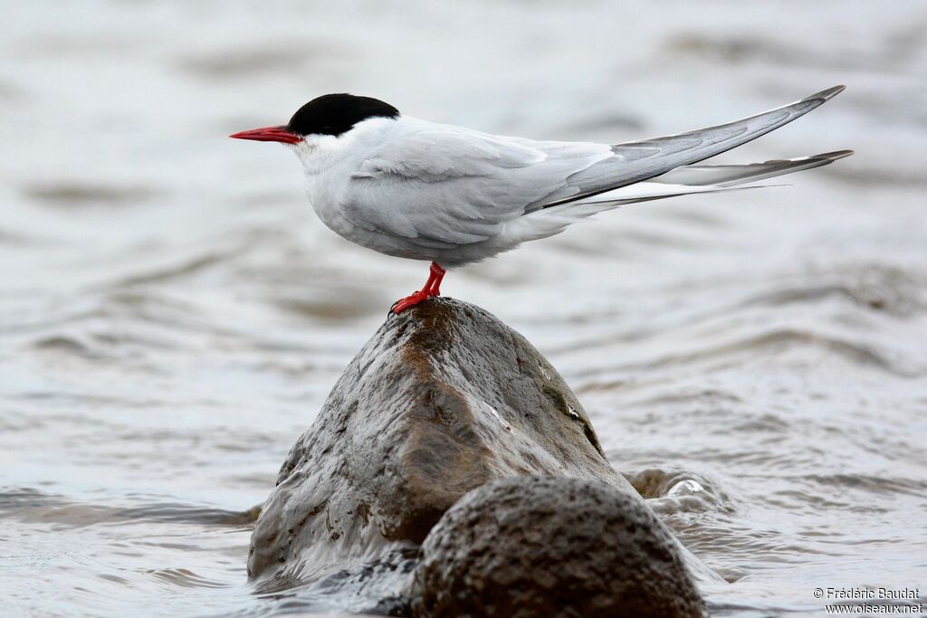 Arctic Tern