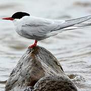 Arctic Tern