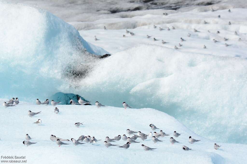 Arctic Ternadult breeding, habitat, Behaviour