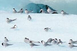 Arctic Tern