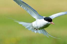 Arctic Tern