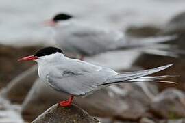 Arctic Tern