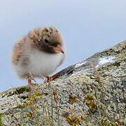 Arctic Tern