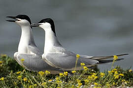 Gull-billed Tern