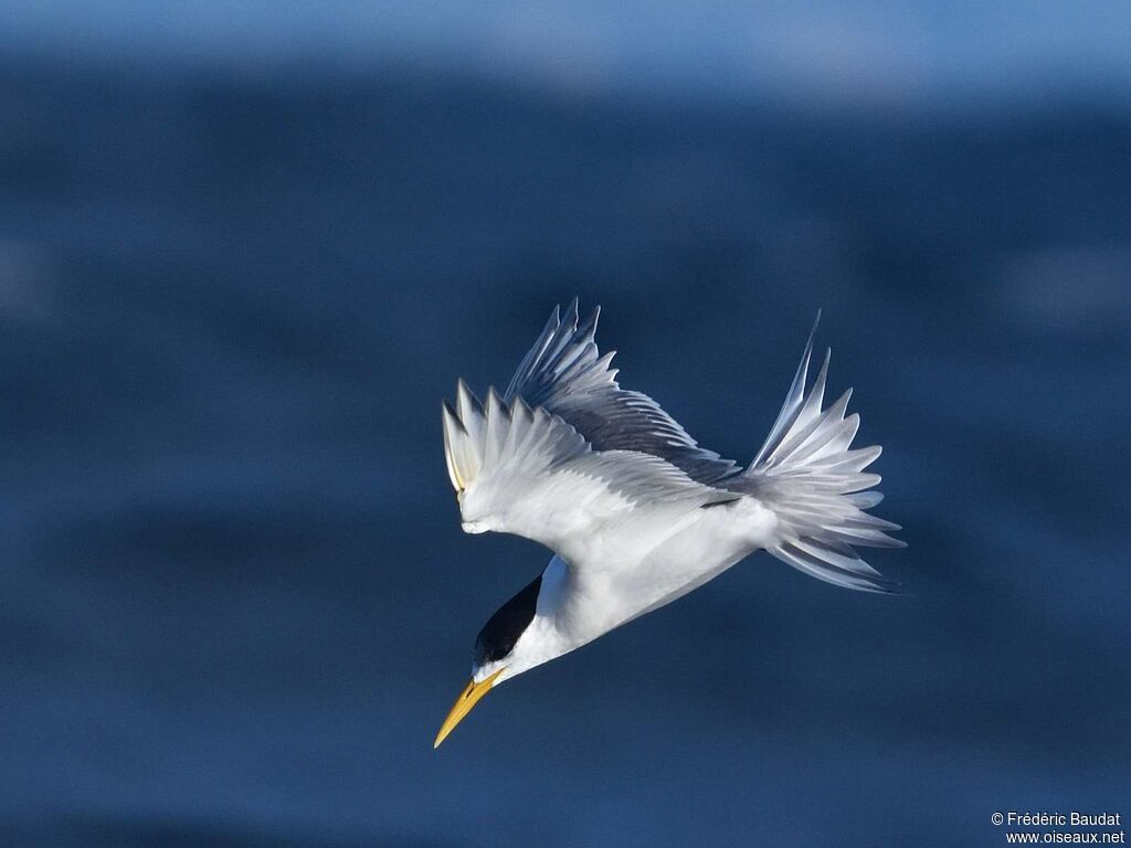 Greater Crested Ternadult post breeding, Flight