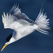 Greater Crested Tern