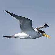 Greater Crested Tern