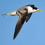 Greater Crested Tern