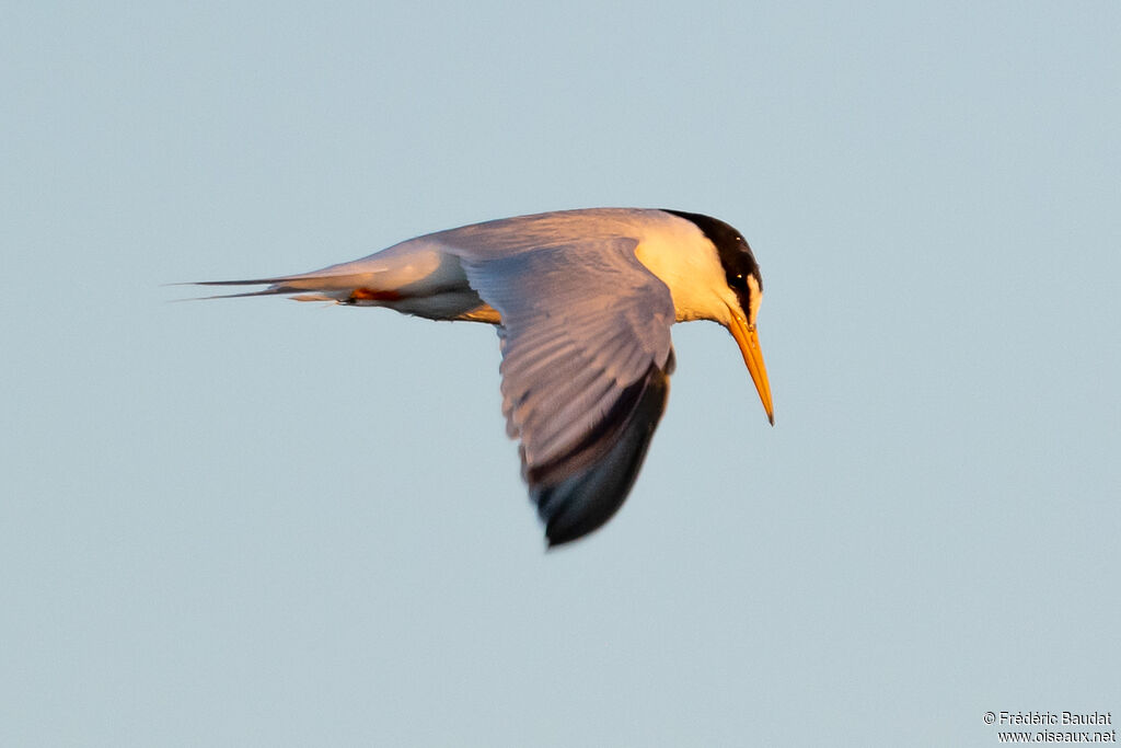 Sterne naineadulte nuptial, Vol, pêche/chasse