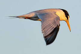 Little Tern