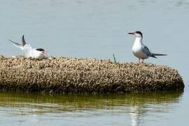 Common Tern