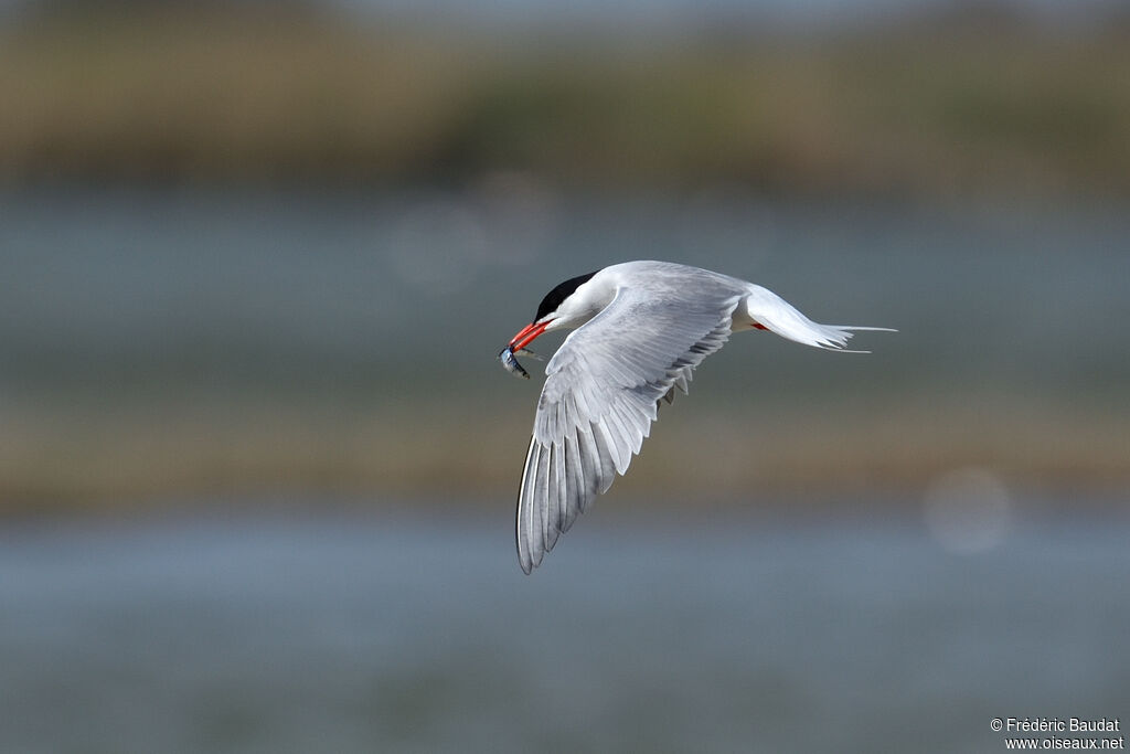 Common Ternadult breeding, feeding habits