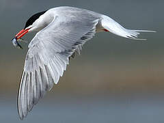 Common Tern