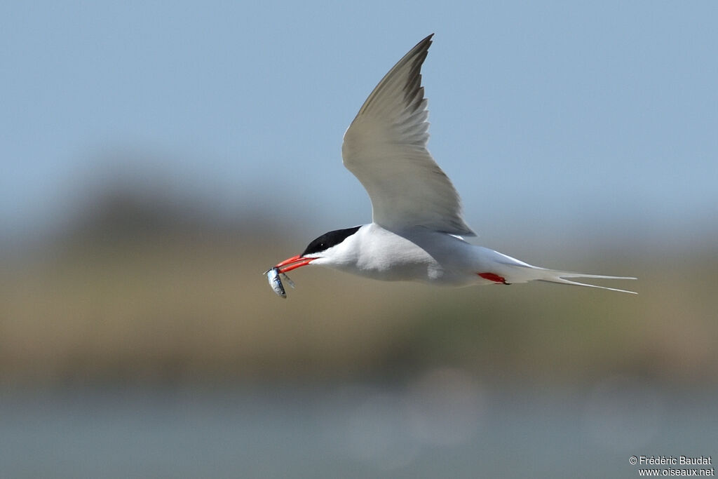 Common Ternadult breeding, Flight, feeding habits