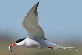 Common Tern