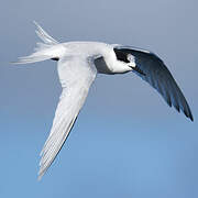 White-fronted Tern