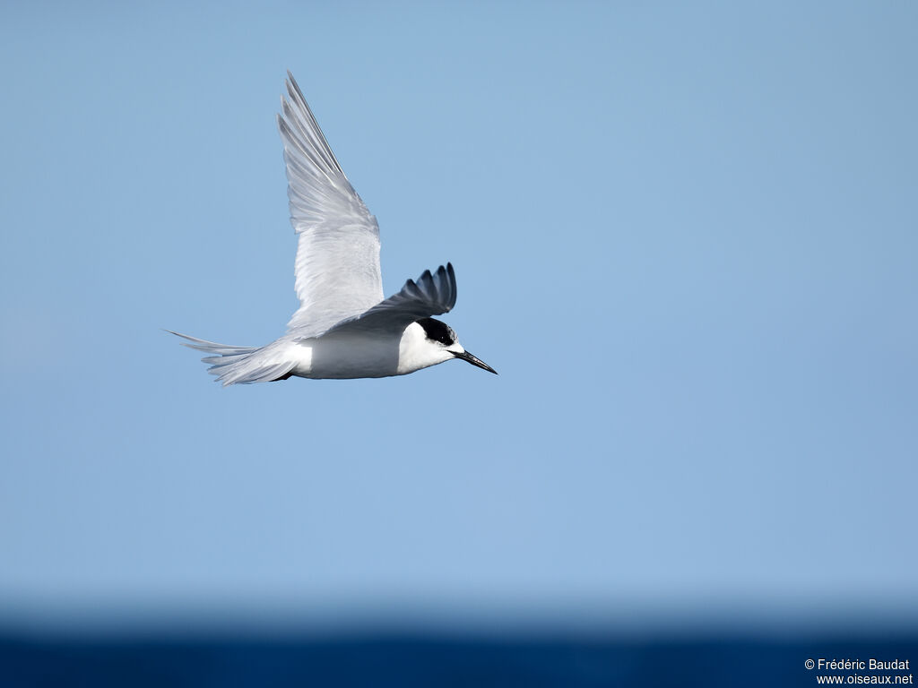 White-fronted Ternadult, Flight