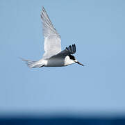 White-fronted Tern