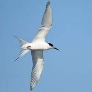 White-fronted Tern