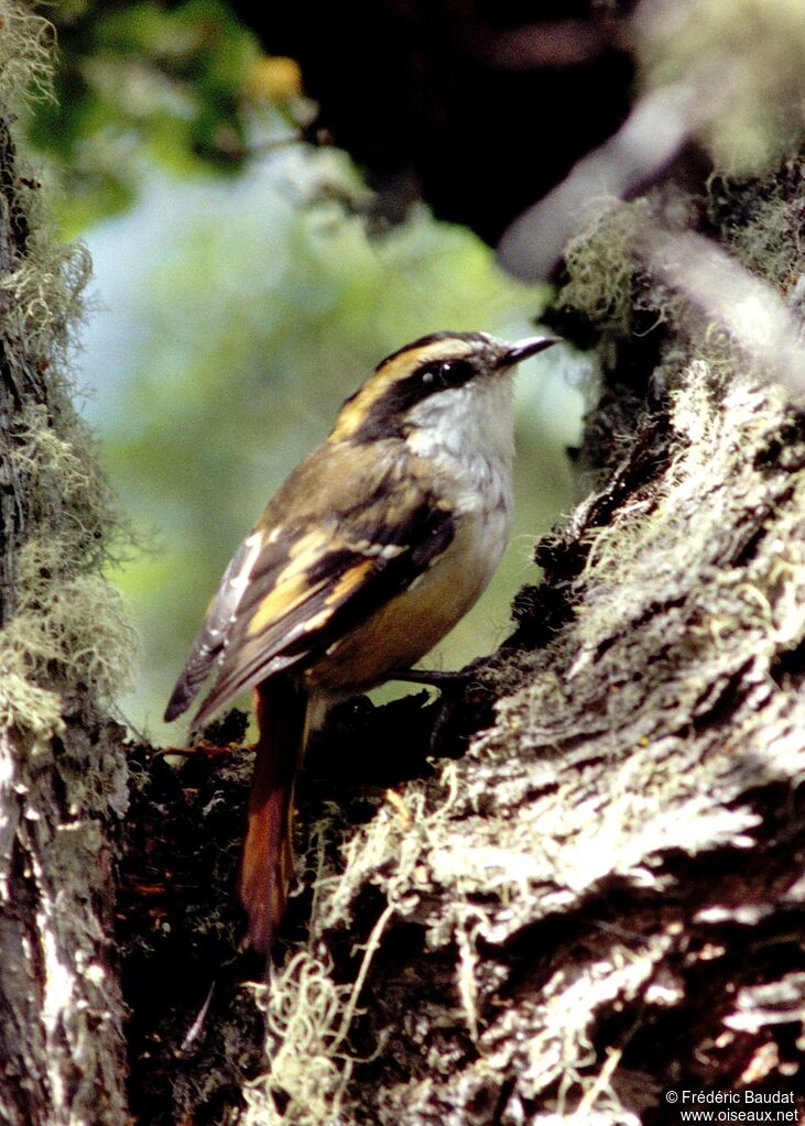 Thorn-tailed Rayadito