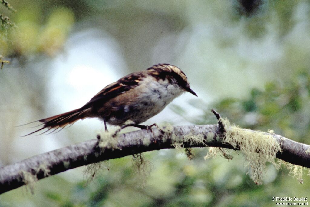 Thorn-tailed Rayadito