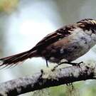 Synallaxe rayadito