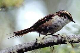 Thorn-tailed Rayadito