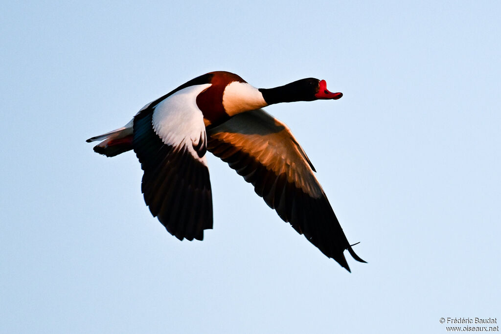 Common Shelduck male adult breeding, Flight
