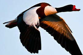 Common Shelduck