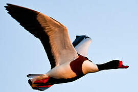 Common Shelduck