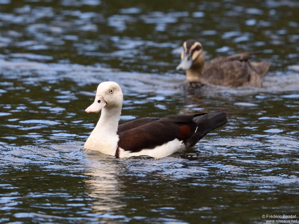 Radjah Shelduckadult, swimming