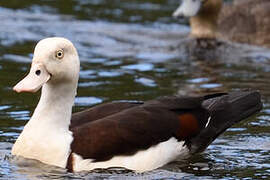 Radjah Shelduck