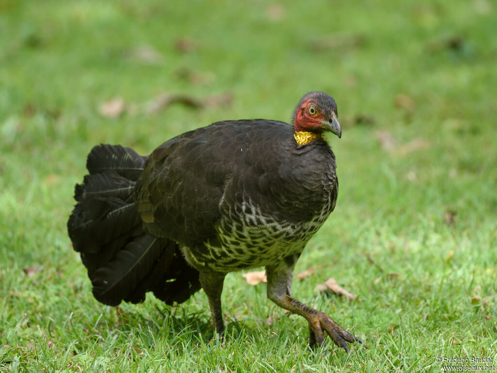 Australian Brushturkeyadult, walking