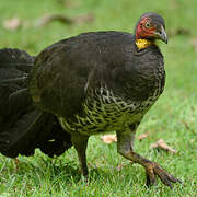 Australian Brushturkey