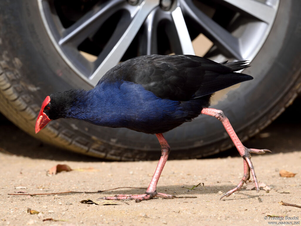 Australasian Swamphenadult, walking