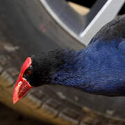 Australasian Swamphen