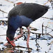 Australasian Swamphen