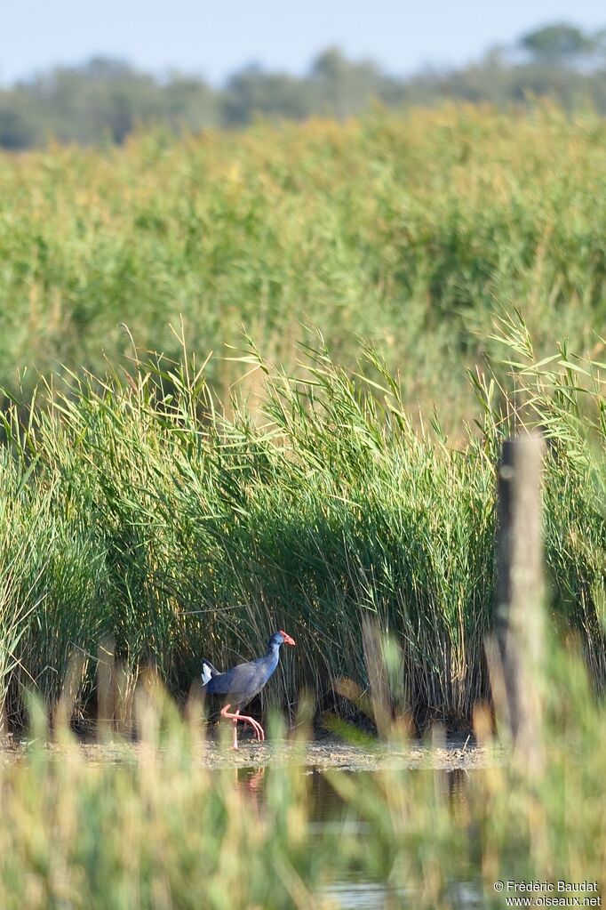 Western Swamphenadult, identification, walking