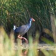 Western Swamphen