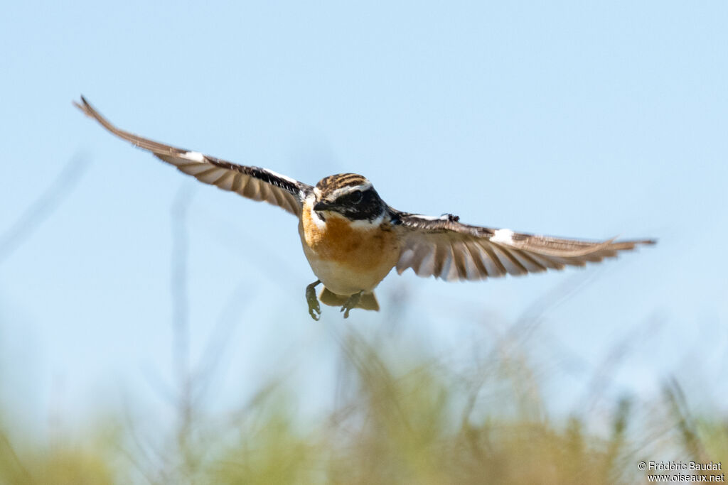 Tarier des prés mâle adulte nuptial, Vol