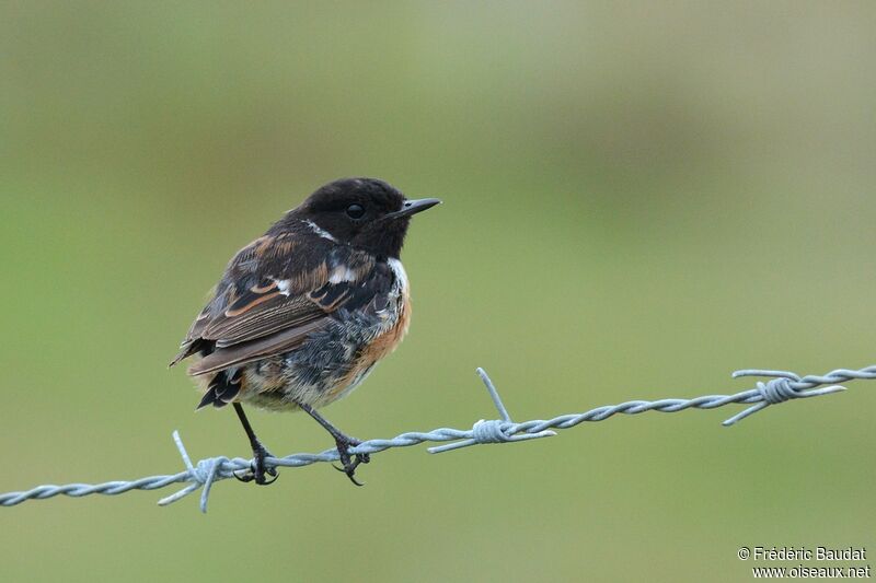 European Stonechat male adult transition, identification, moulting