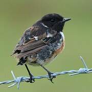 European Stonechat