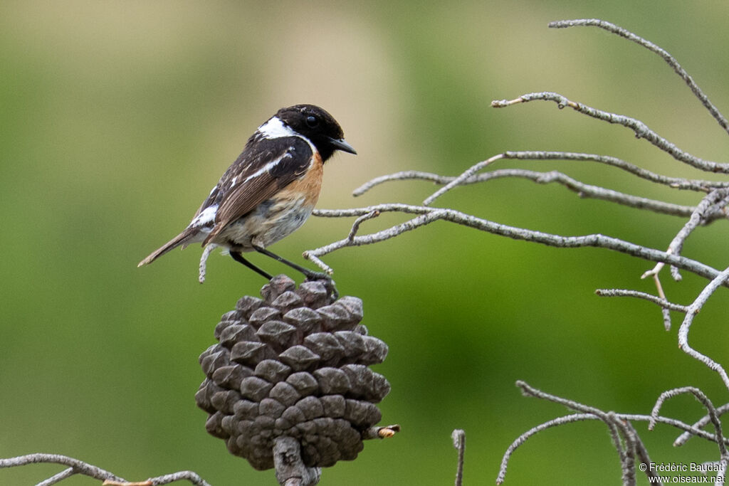 European Stonechat male, adult, breeding
