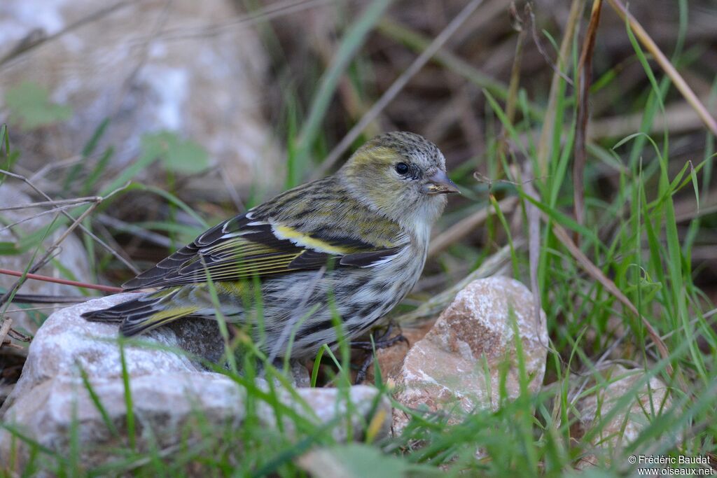 Tarin des aulnes femelle, identification, mange