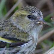 Eurasian Siskin