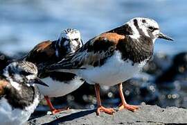 Ruddy Turnstone