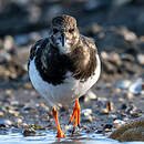 Tournepierre à collier