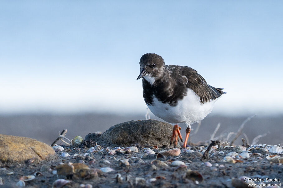 Tournepierre à collier