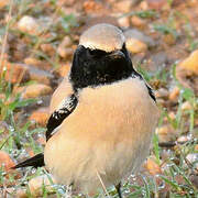 Desert Wheatear